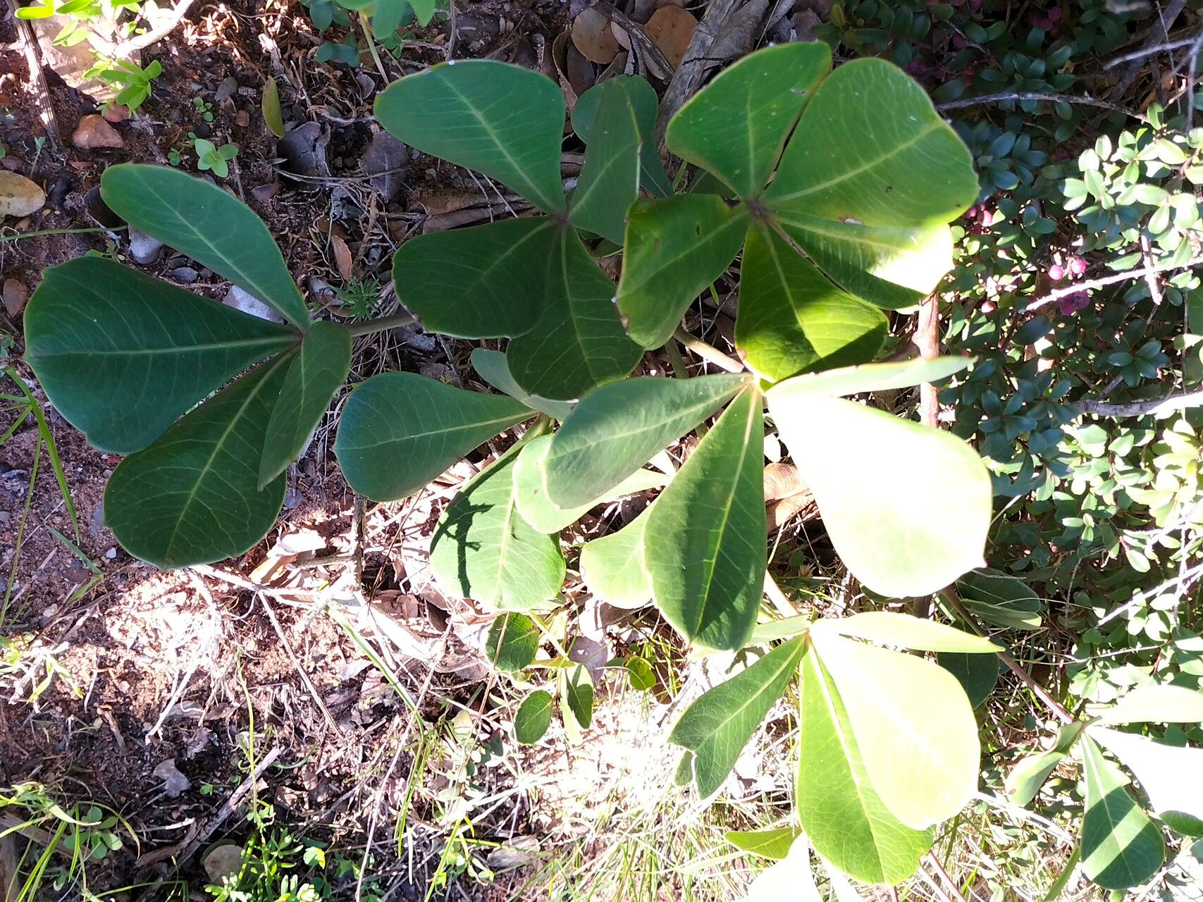 Cussonia thyrsiflora habit