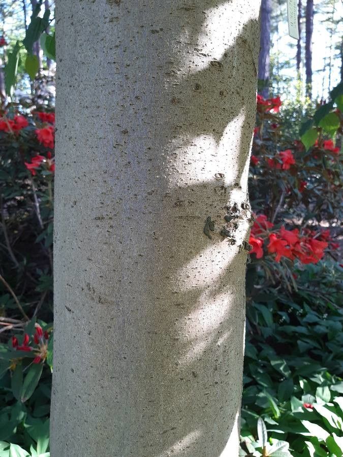 Tetracentron sinense bark