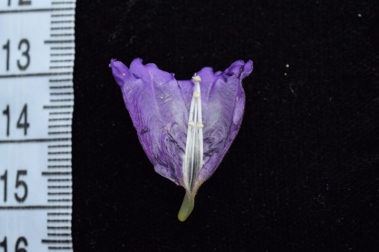 Strobilanthes thomsonii — houseplant care guide