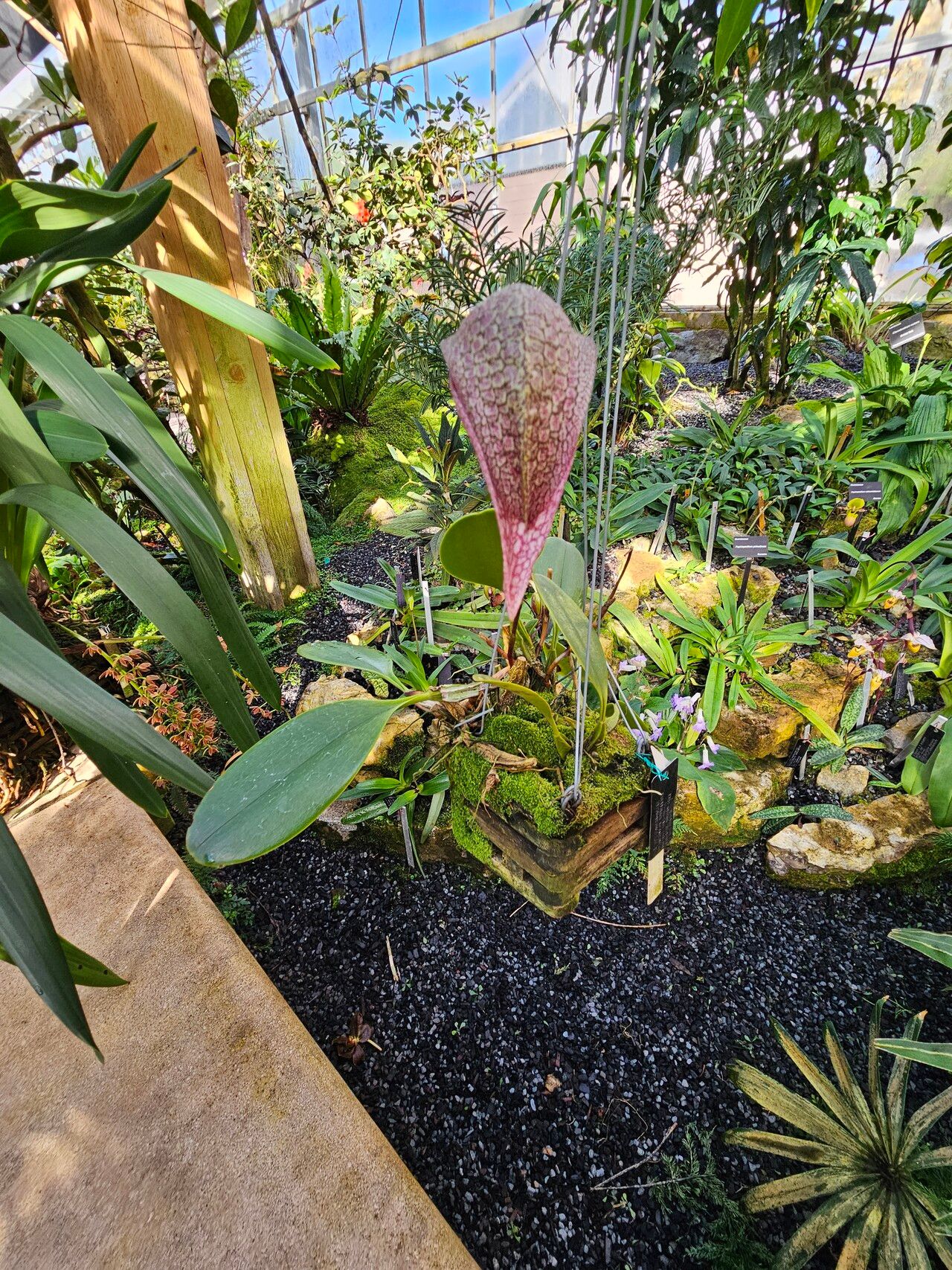 Bulbophyllum arfakianum habit