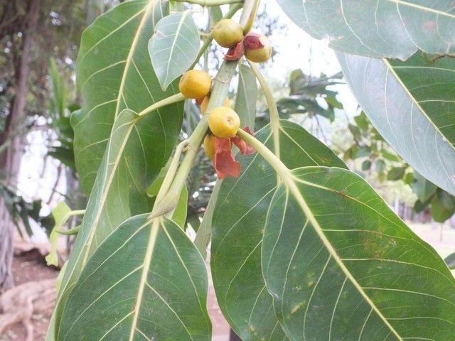 Schleichera oleosa — search result for 'Sapindaceae'