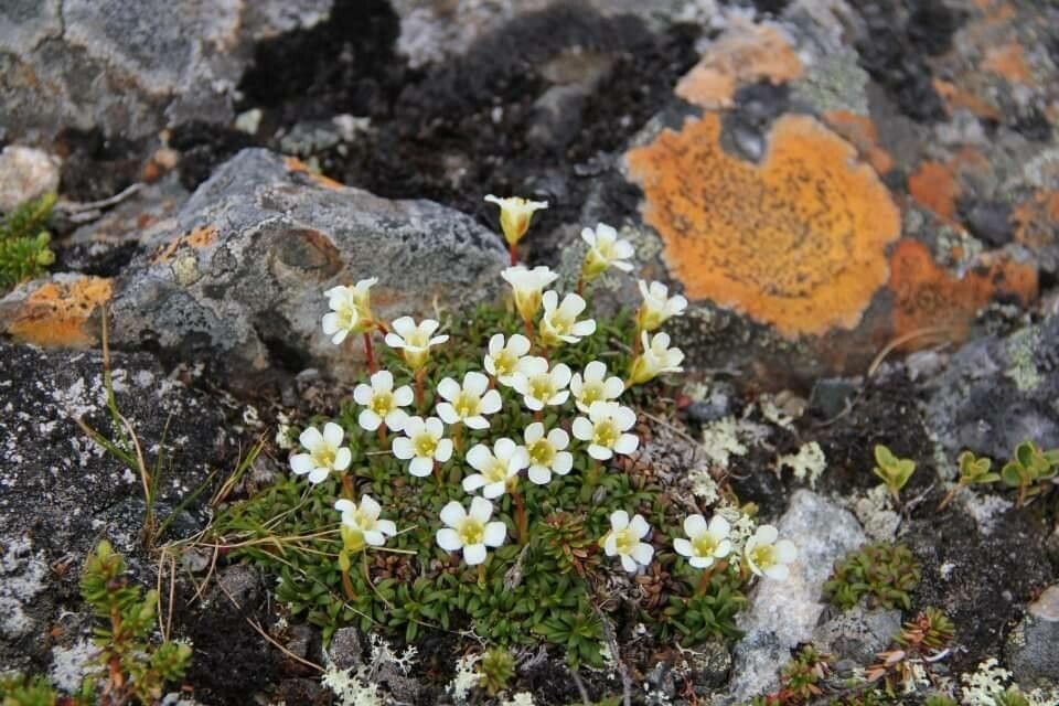 Diapensia lapponica flower