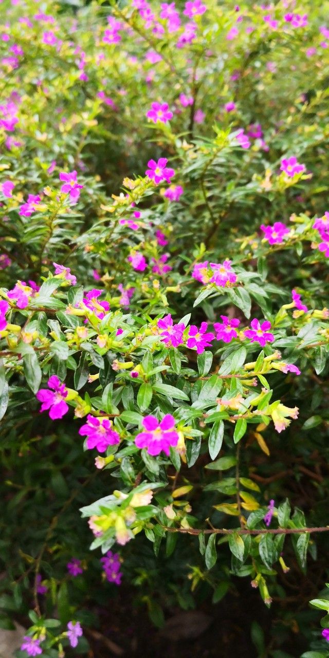 Cuphea hookeriana flower