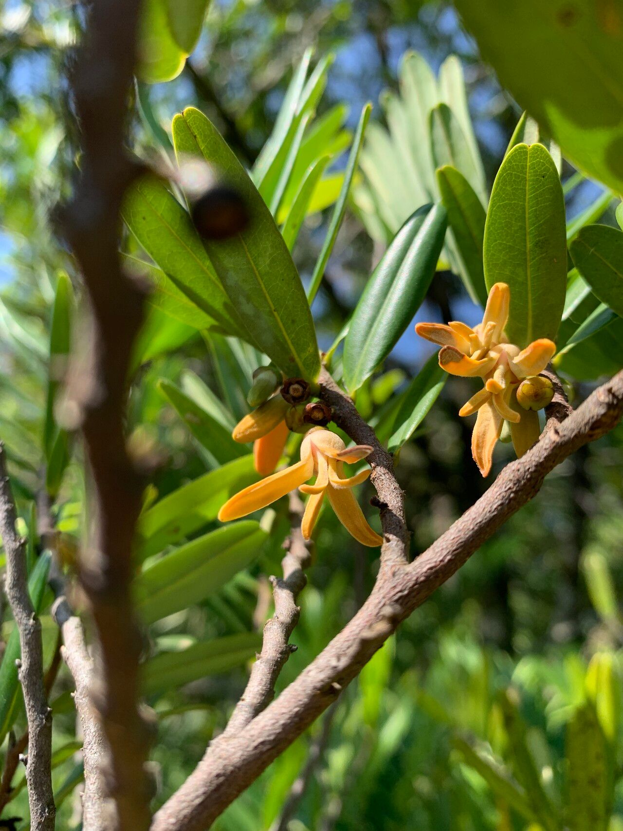 Xylopia emarginata flower