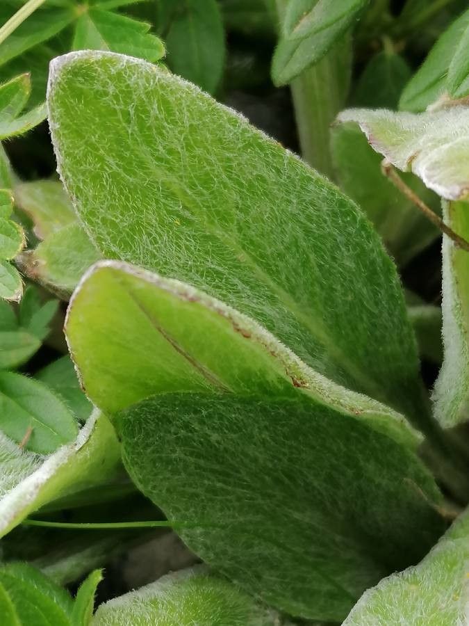 Tephroseris integrifolia leaf