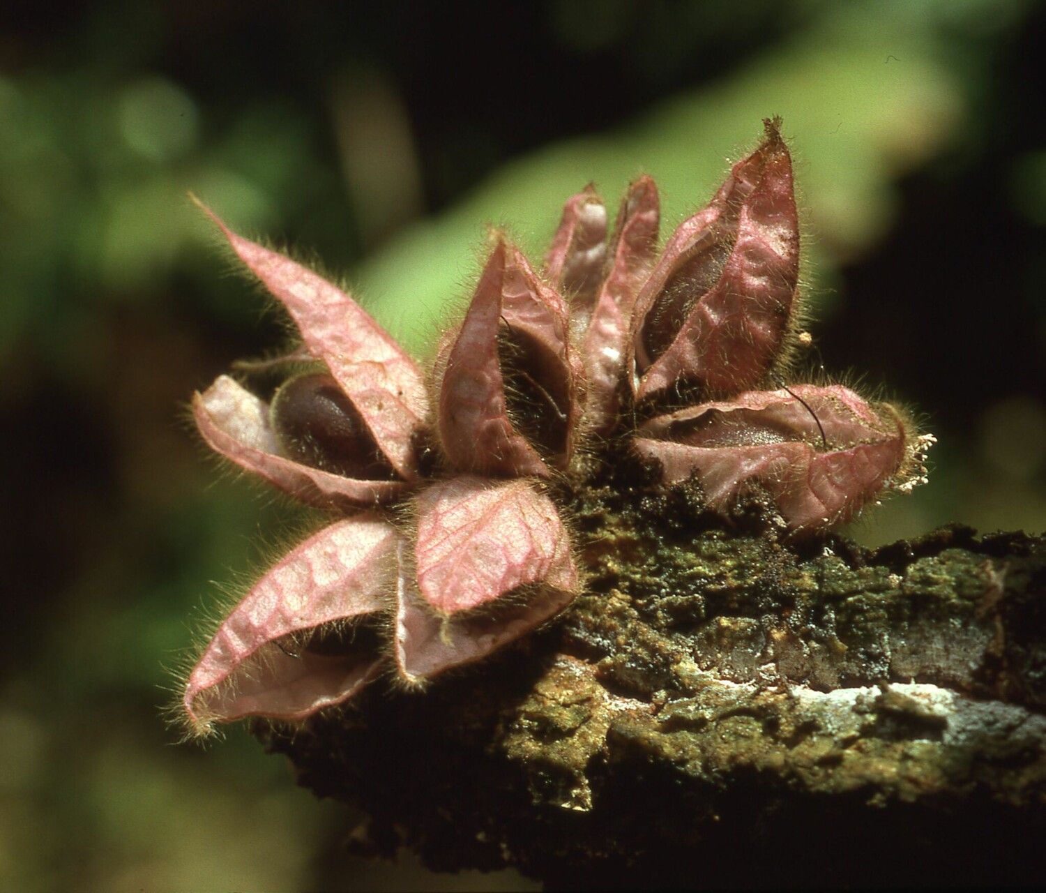 Mendoncia phytocrenoides fruit