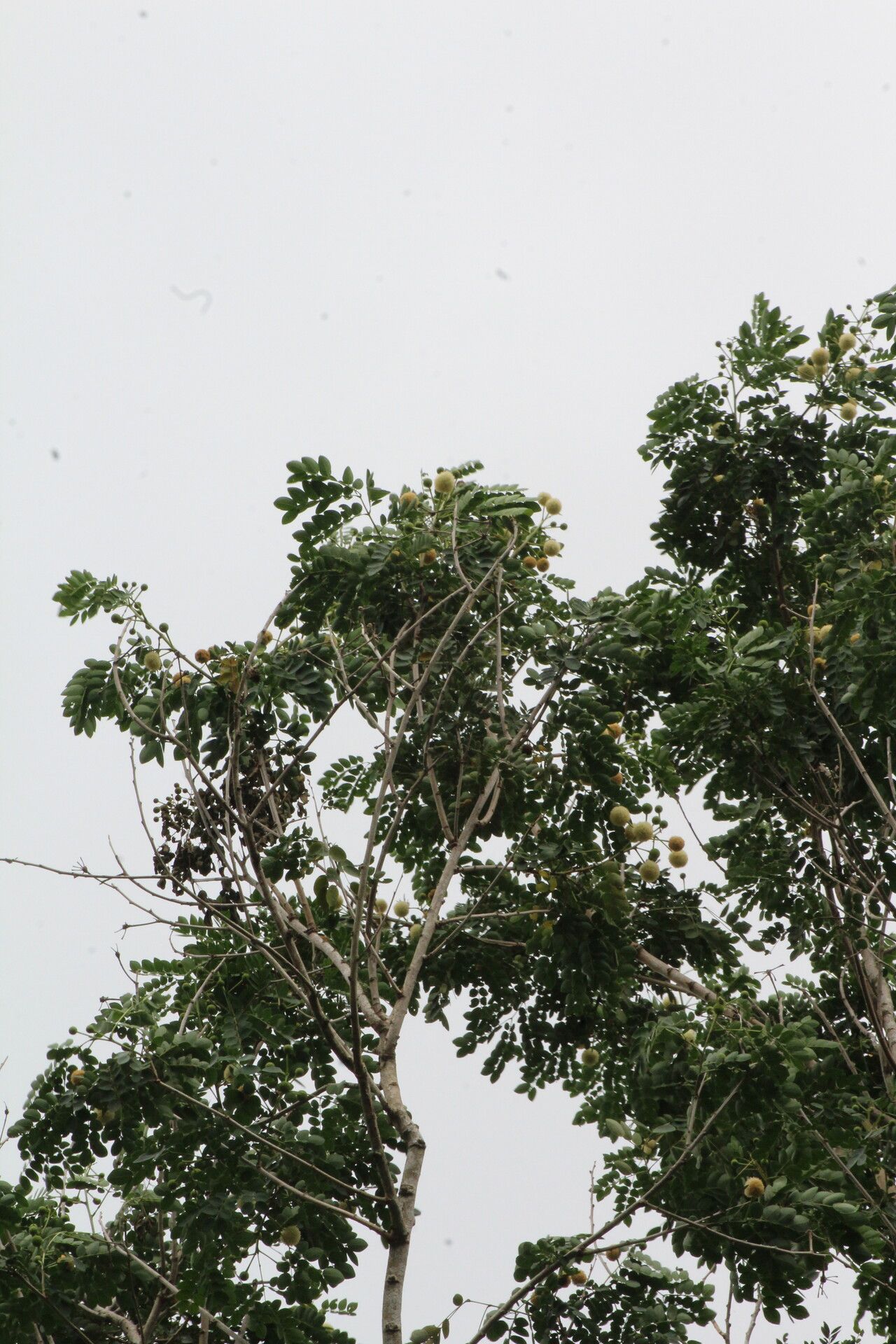 Leucaena lanceolata — related species from the same genus
