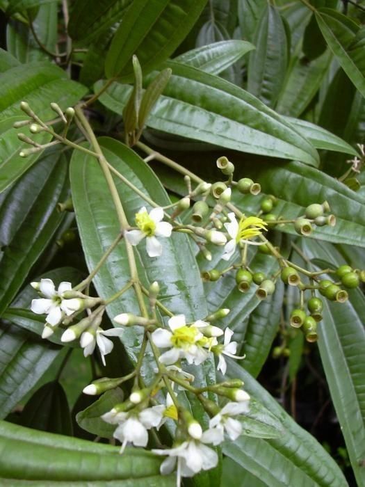 Miconia bicolor flower