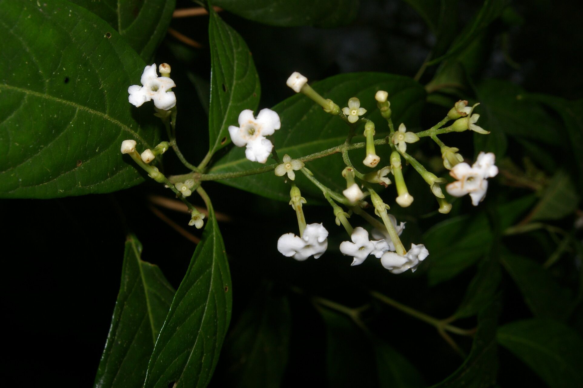 Arachnothryx bertieroides — related species from the same genus