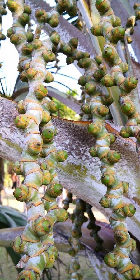 Latania verschaffeltii fruit