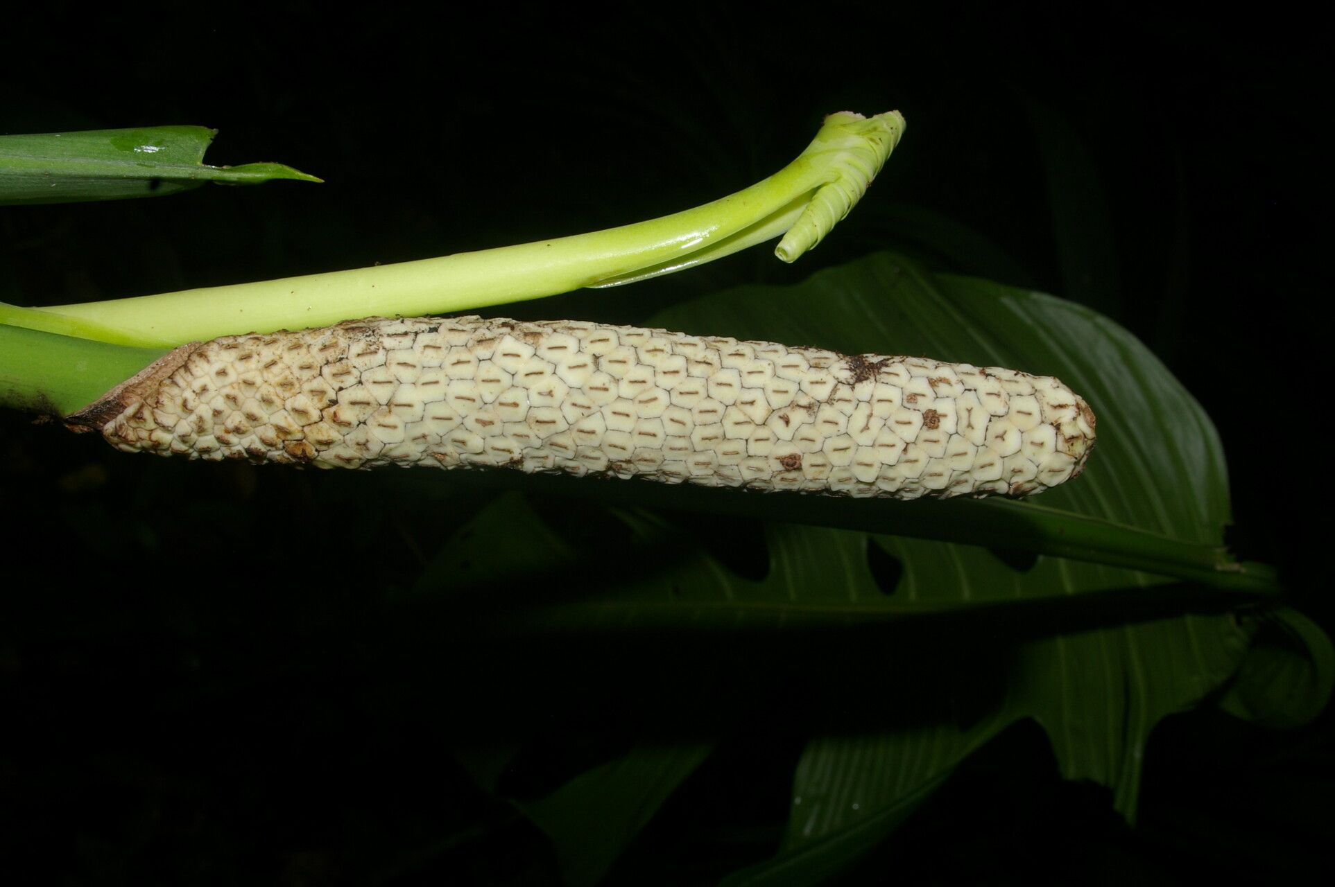 Monstera oreophila leaf