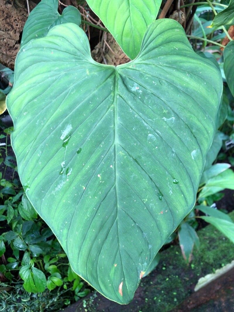Philodendron brunneicaule — search result for 'Philodendron'