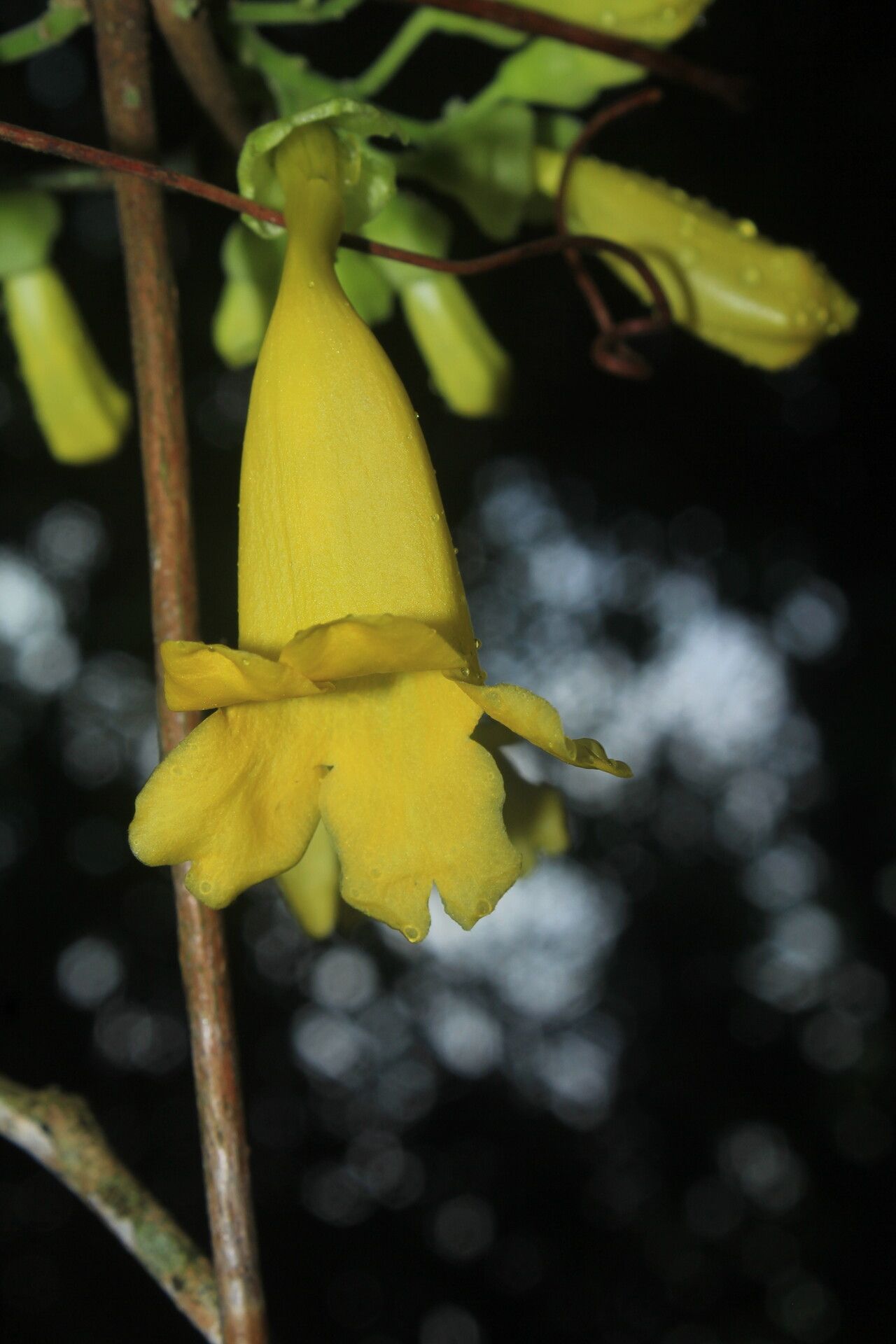 Anemopaegma oligoneuron flower