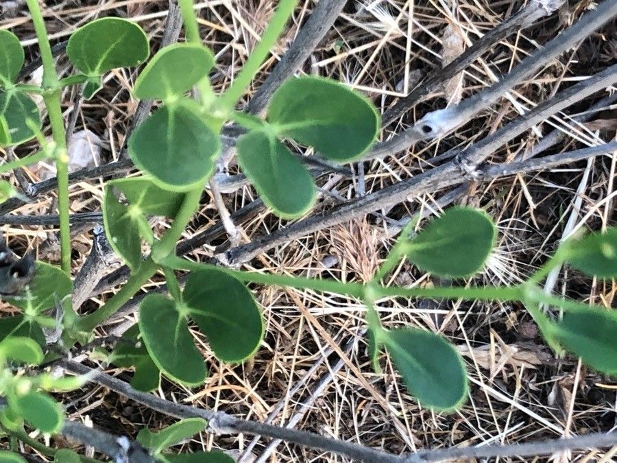 Zygophyllum fabago leaf