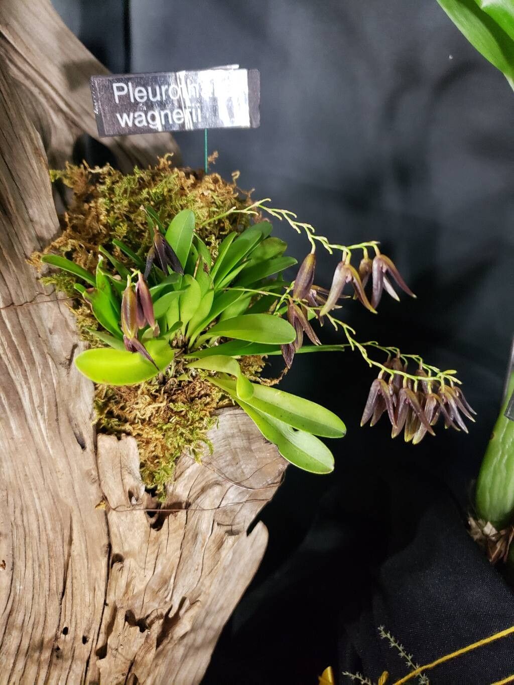 Stelis wagneri habit