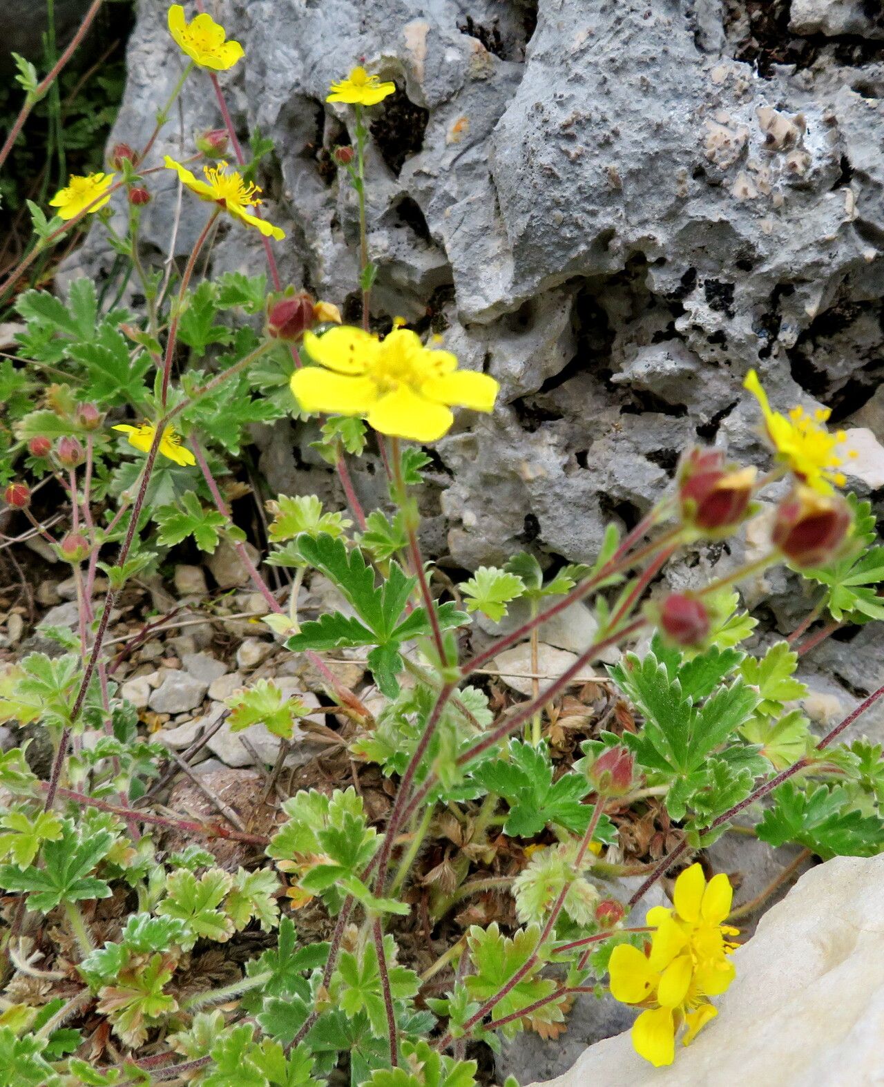 Potentilla nevadensis — search result for 'Potentilla'