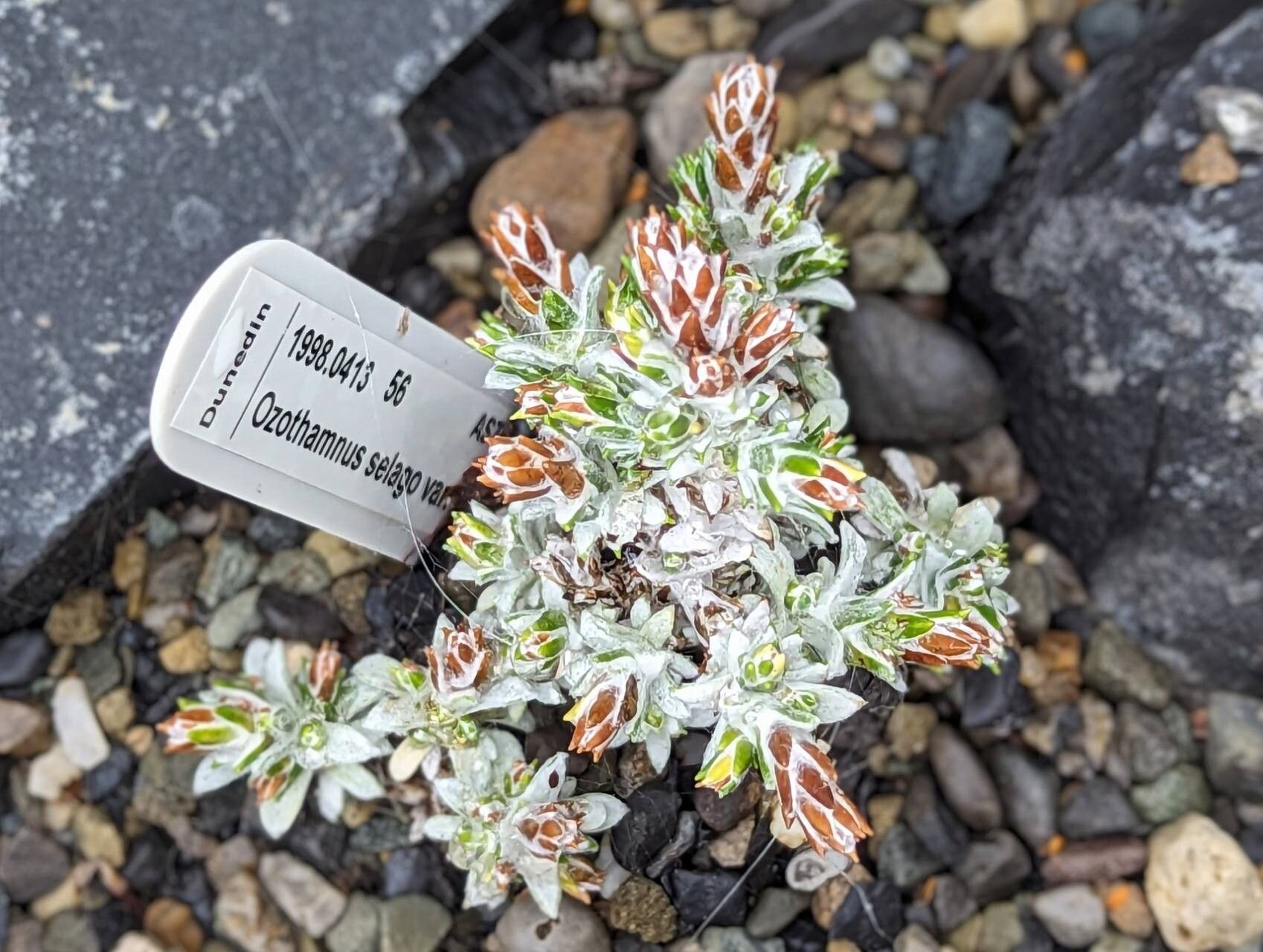 Ozothamnus selago habit