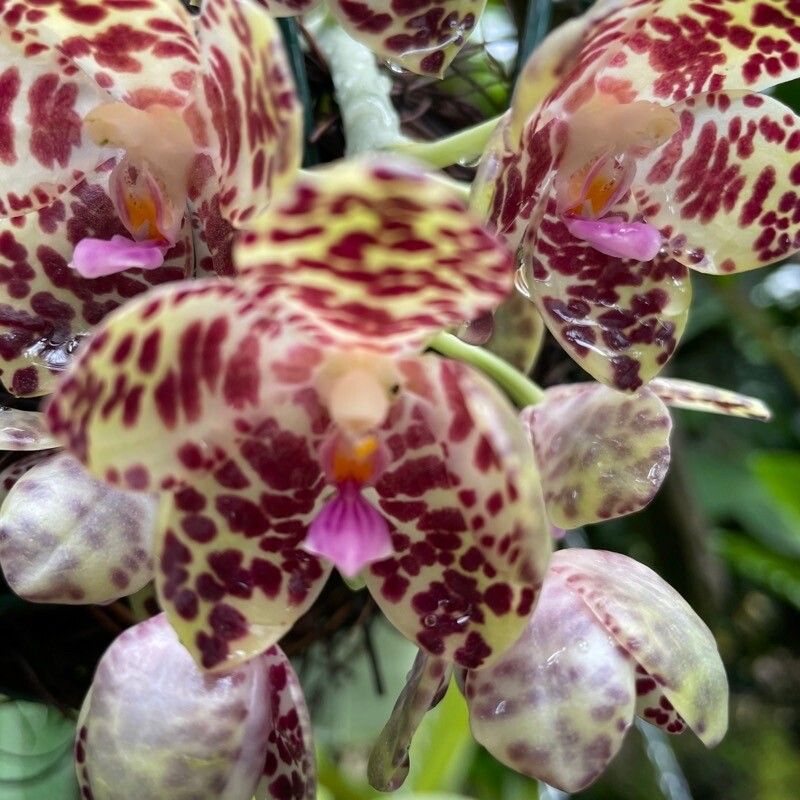 Phalaenopsis gigantea flower