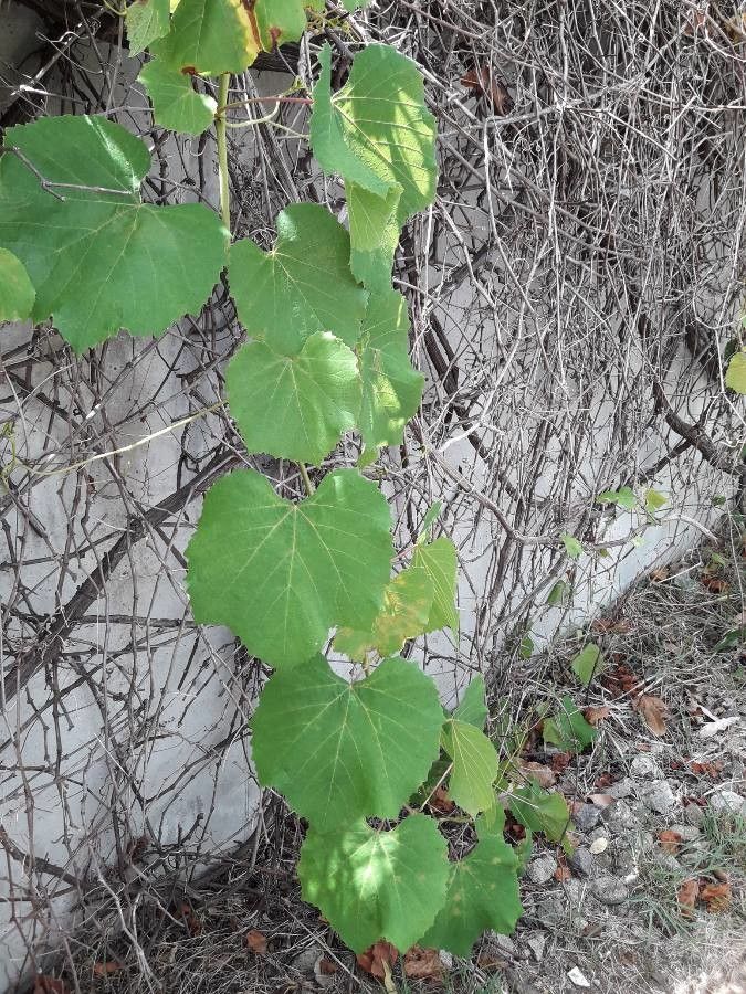 Vitis girdiana — search result for 'Vitis'