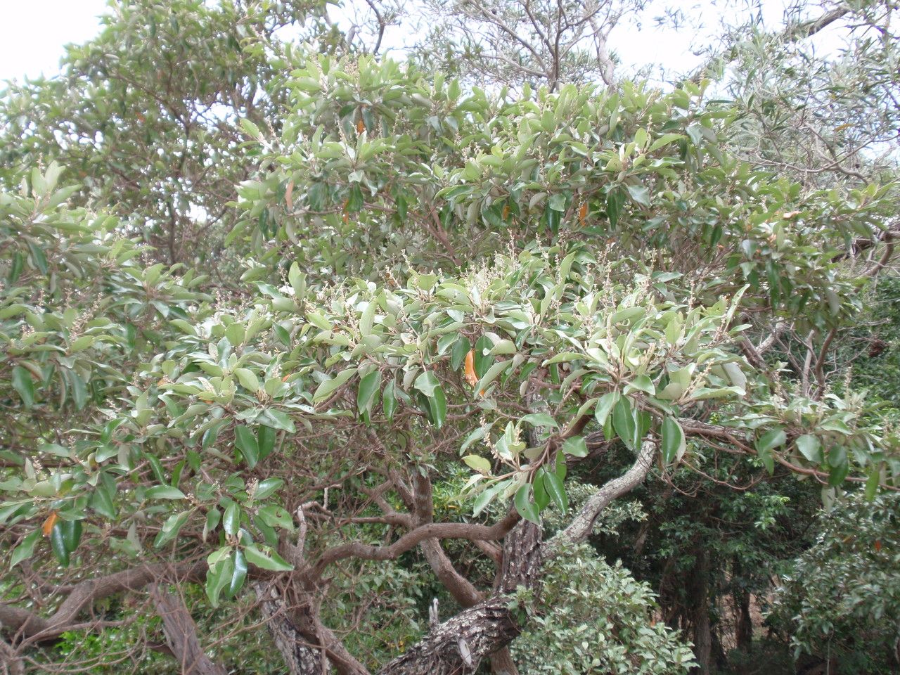Croton insularis habit