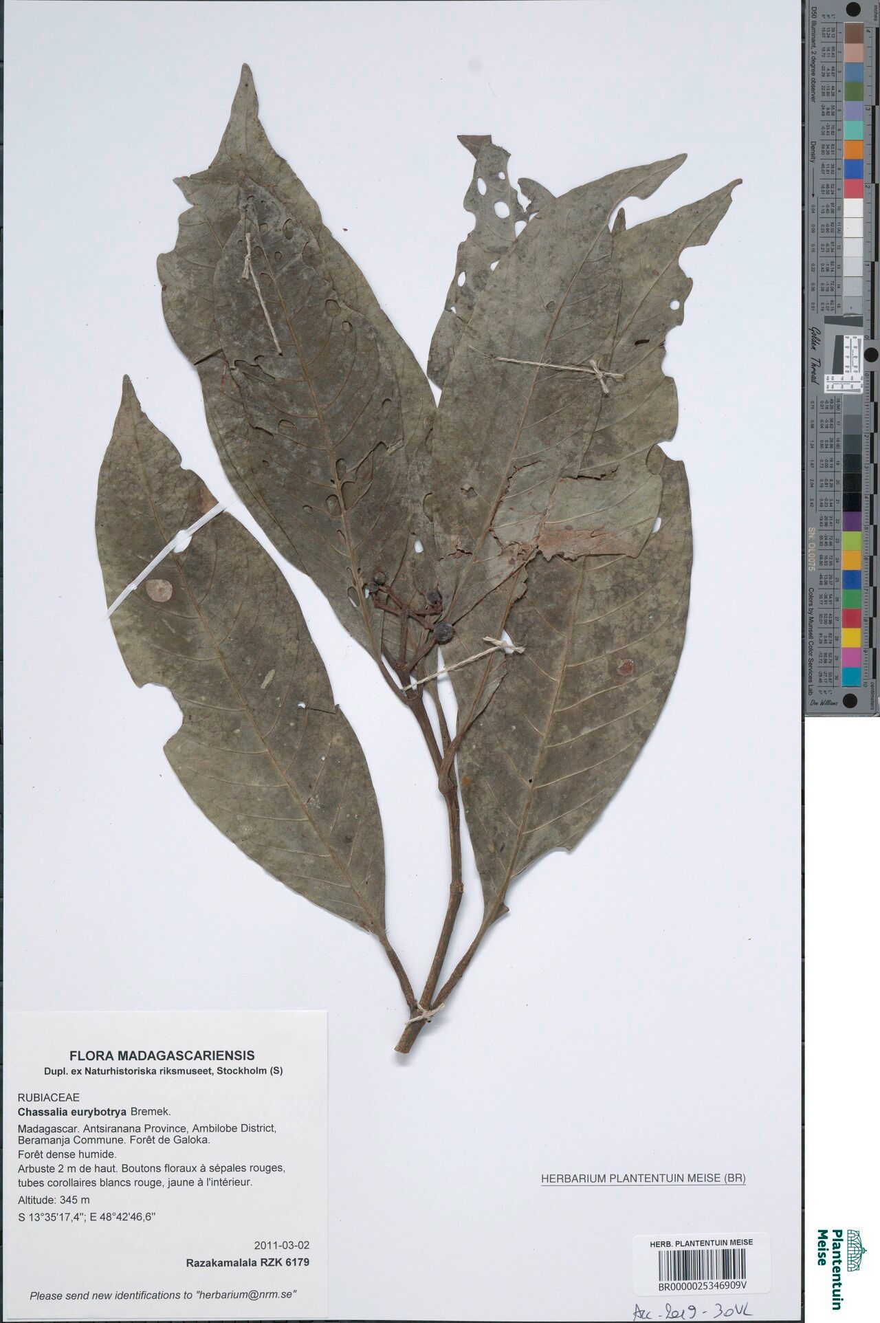 Chassalia eurybotrya — houseplant care guide