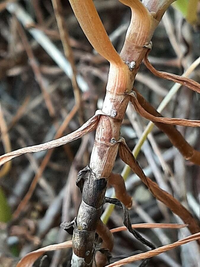 Bulbine bulbosa bark