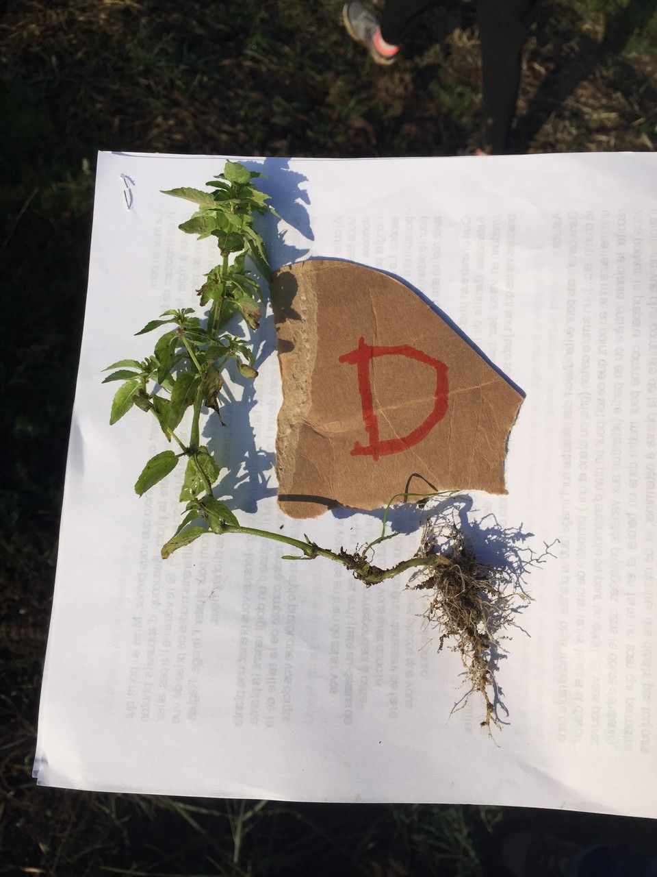 Mercurialis huetii habit