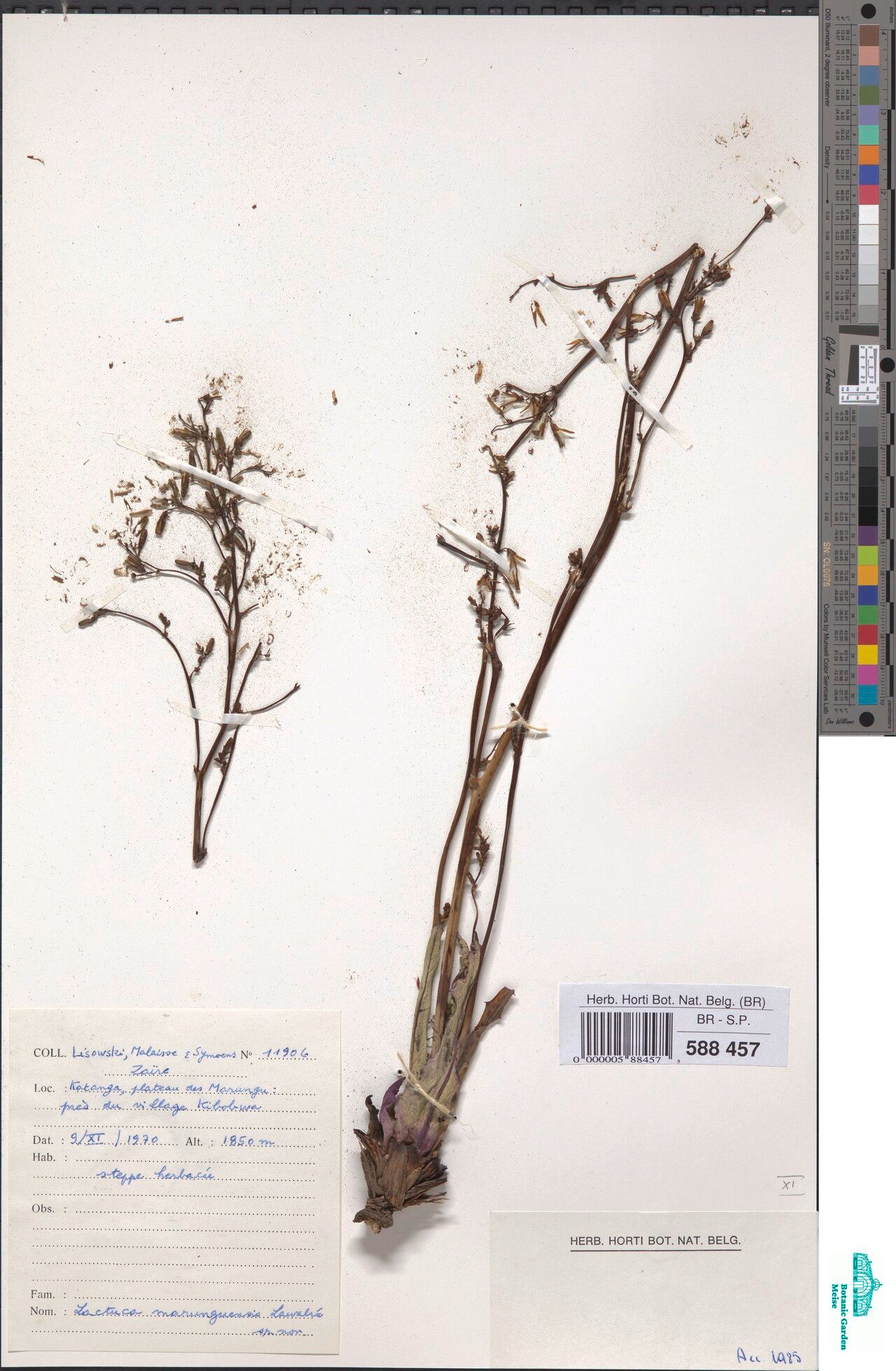 Lactuca marunguensis — search result for 'Lactuca'