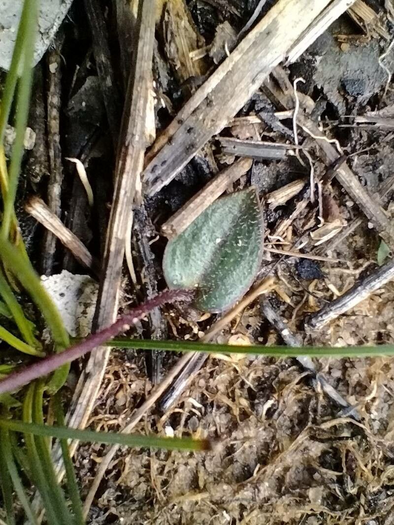 Eriochilus cucullatus — search result for 'Orchidaceae'