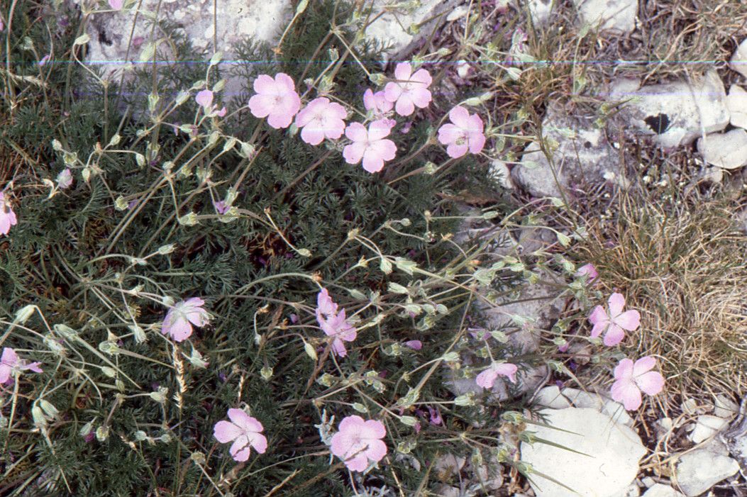 Erodium rodiei habit