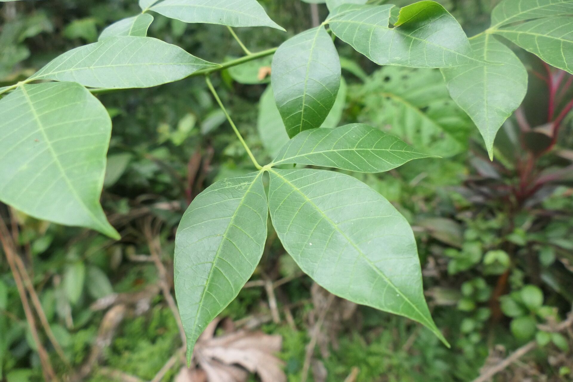 Manihot brachyloba leaf