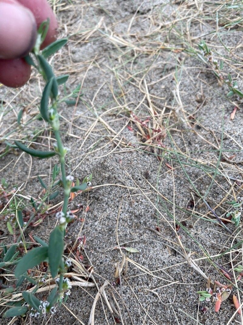 Polygonum oxyspermum — search result for 'Finland'