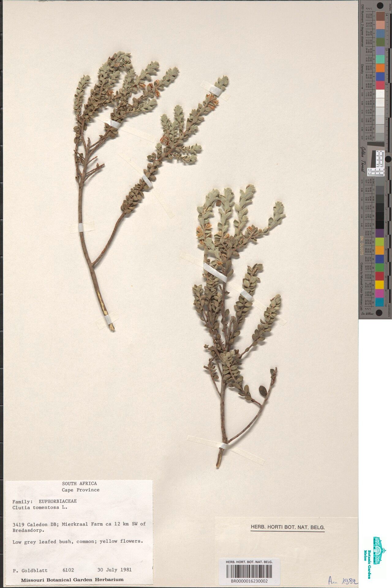 Clutia timpermaniana — houseplant care guide