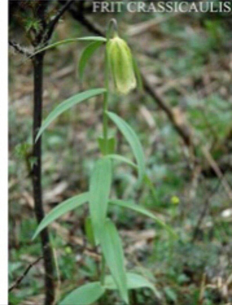 Fritillaria crassicaulis — search result for 'Fritillaria'