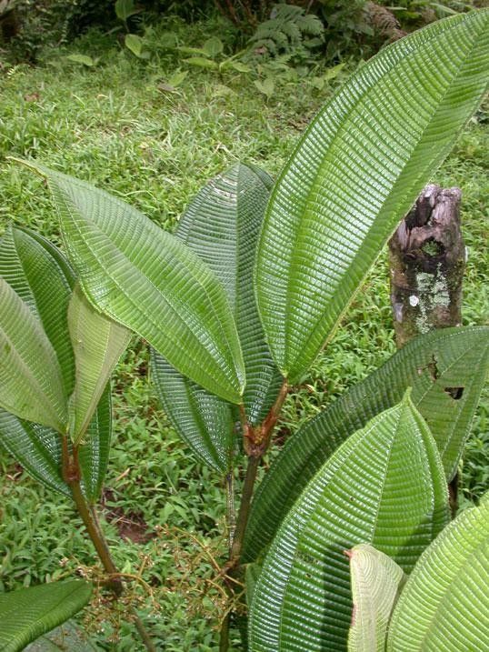 Miconia solearis leaf