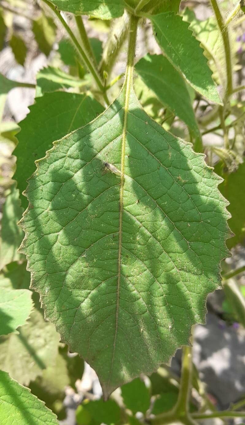 Solanum fiebrigii — houseplant care guide