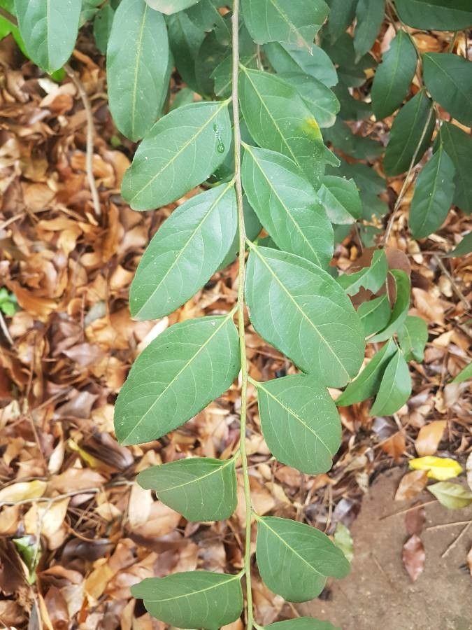 Casearia sylvestris — search result for 'Uruguay'