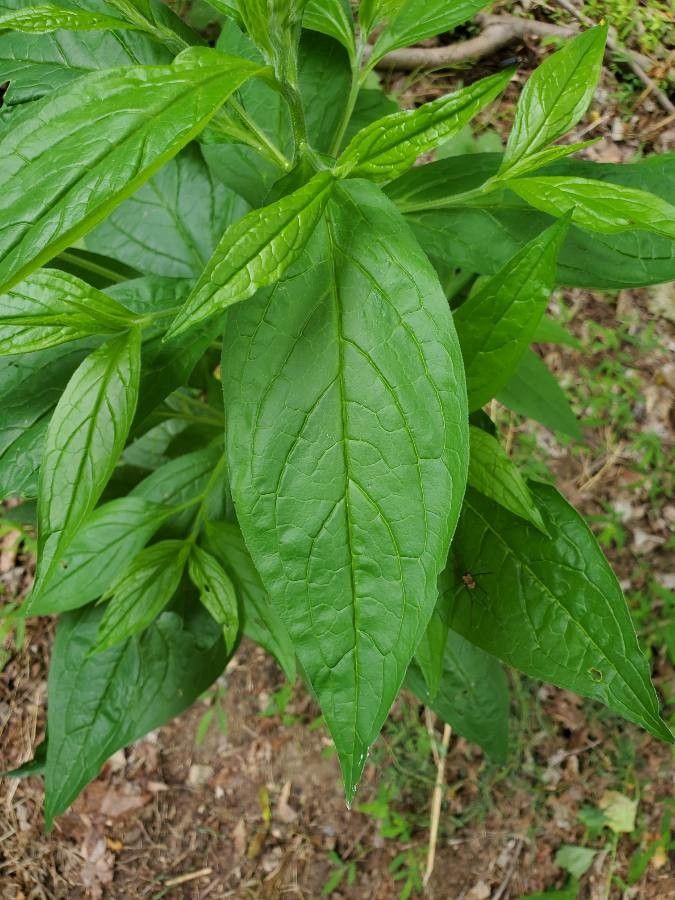 Mertensia franciscana — related species from the same genus