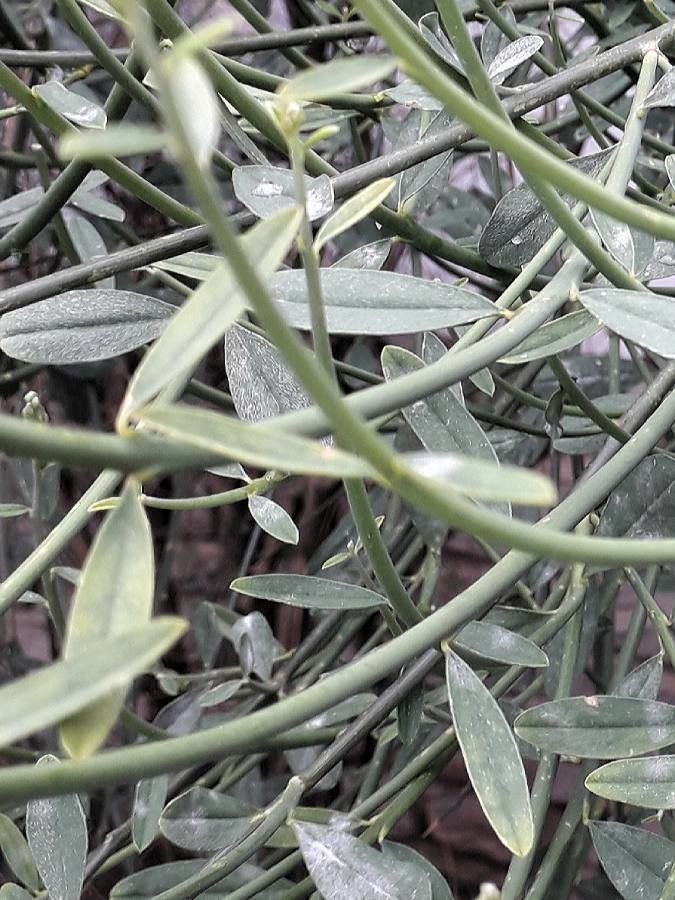 Spartium junceum leaf