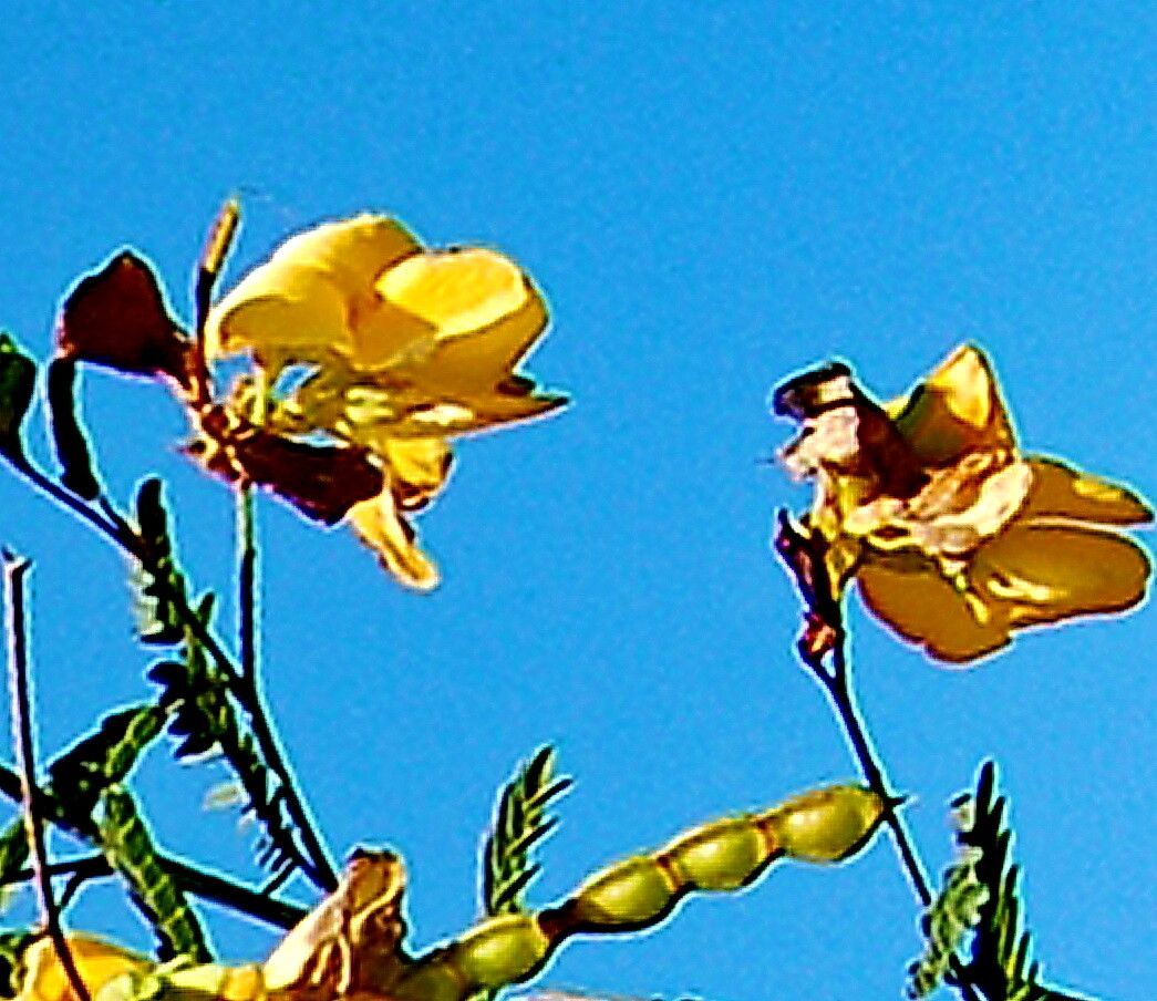 Aeschynomene montevidensis flower