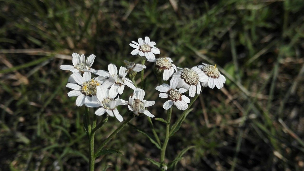 Achillea erba-rotta flower