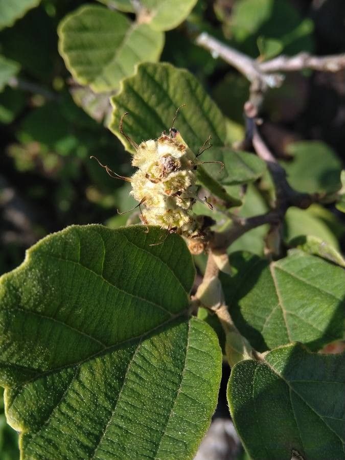 Fothergilla gardenii fruit