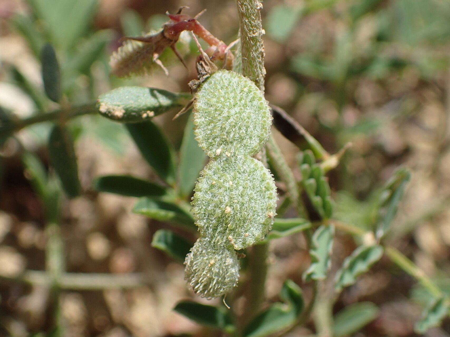 Sulla spinosissima fruit
