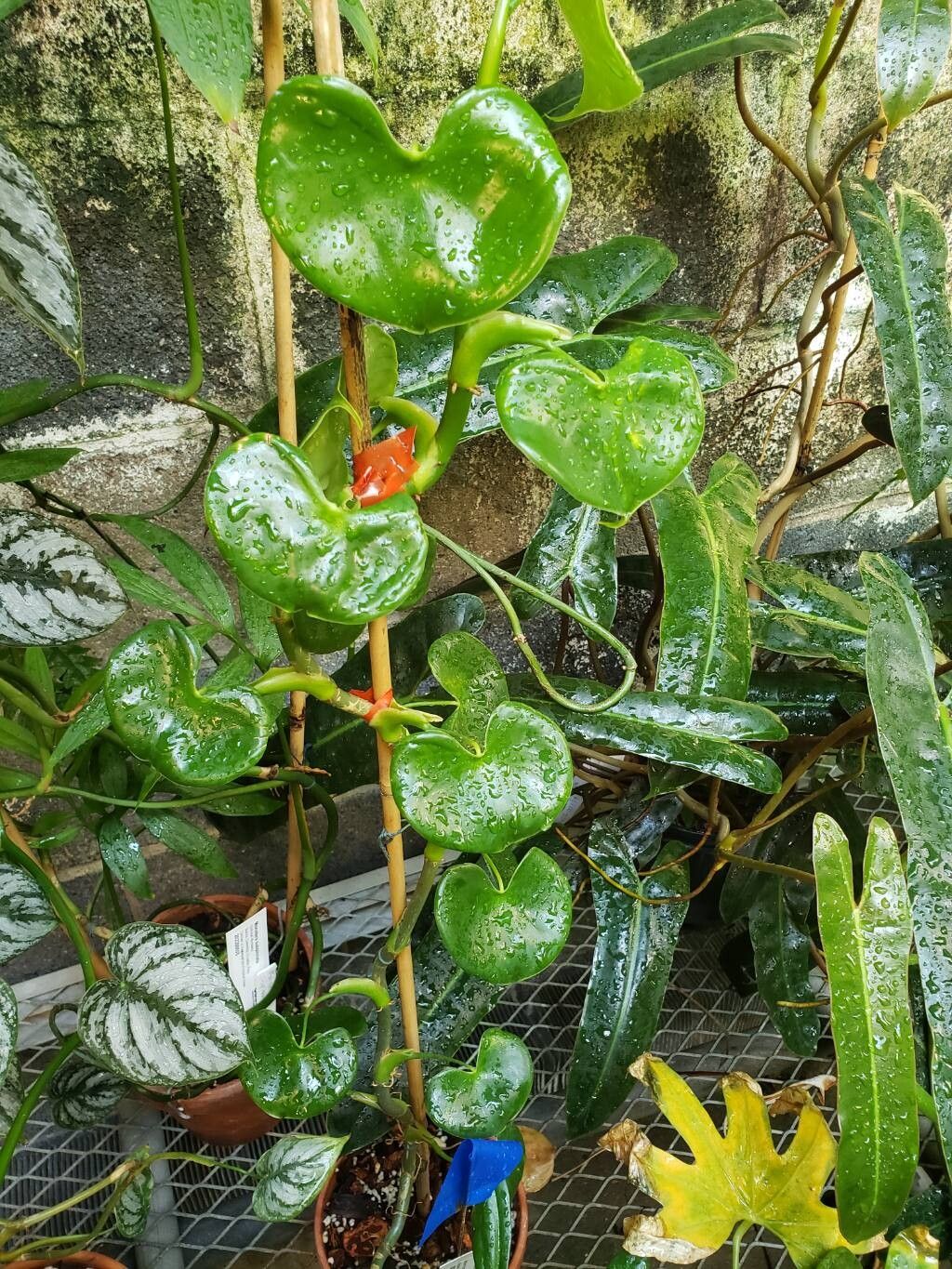 Philodendron grazielae habit