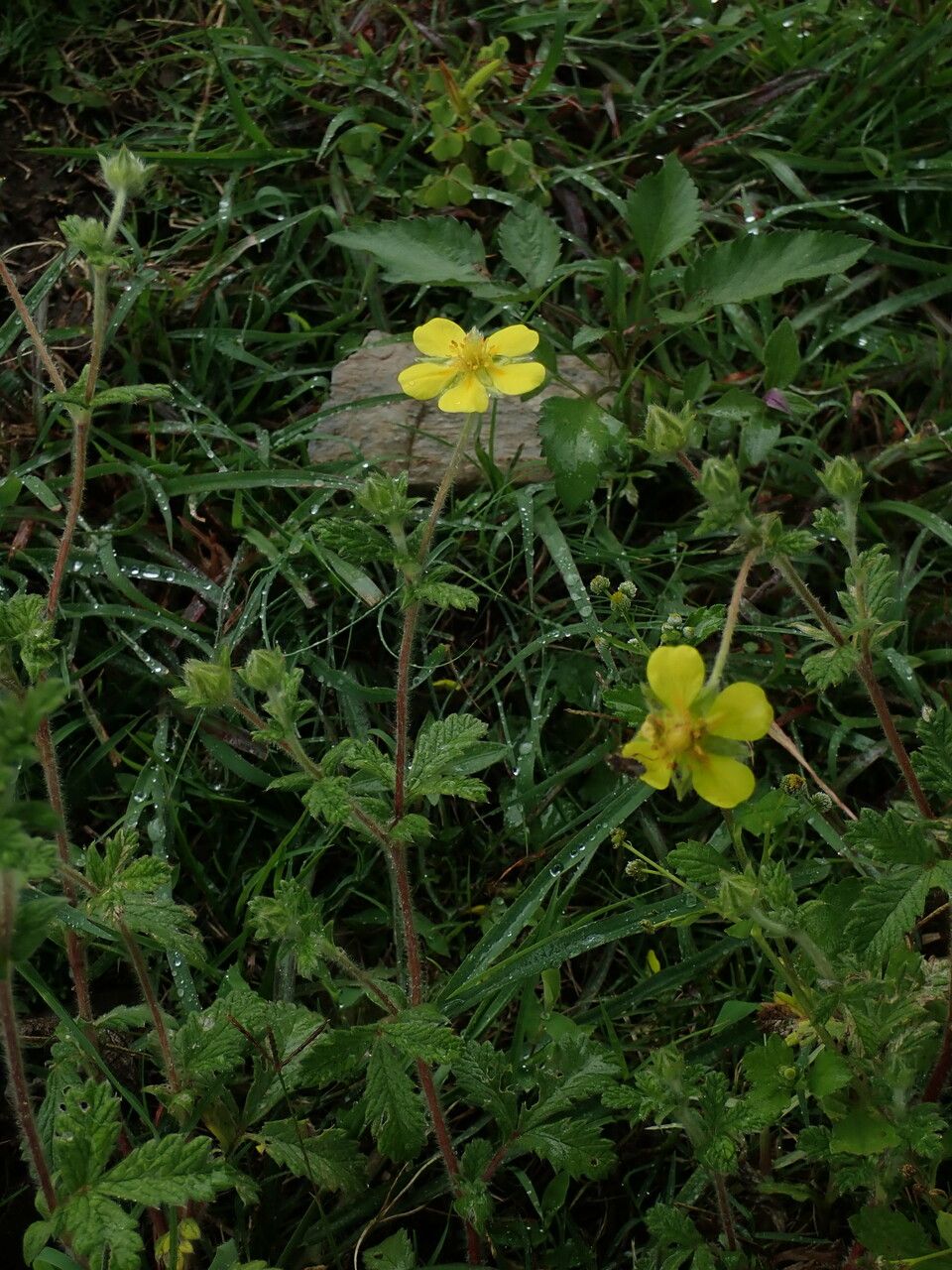 Potentilla griffithii — houseplant care guide