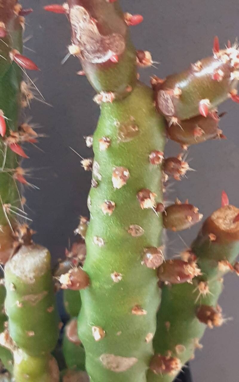 Tephrocactus verschaffeltii bark