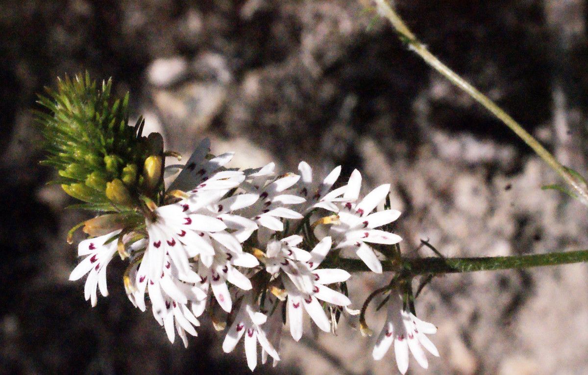 Scaevola lanceolata flower