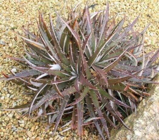 Dyckia brachystachya — related species from the same genus