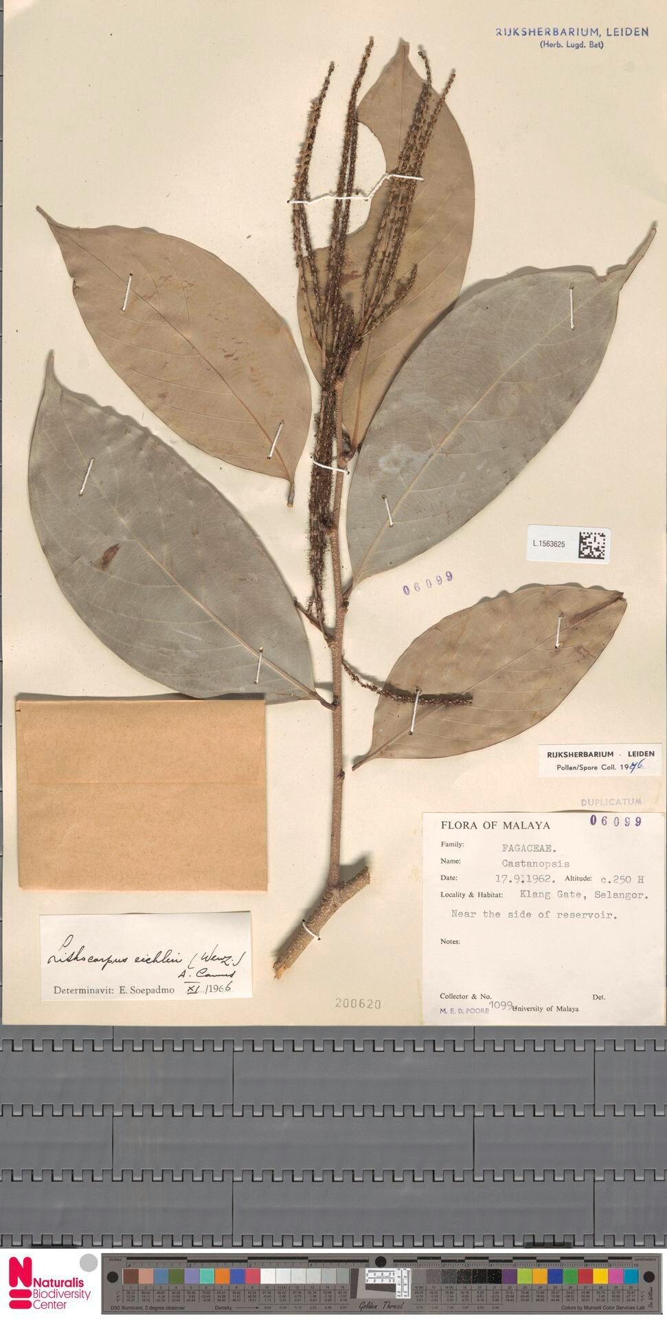 Lithocarpus eichleri — houseplant care guide