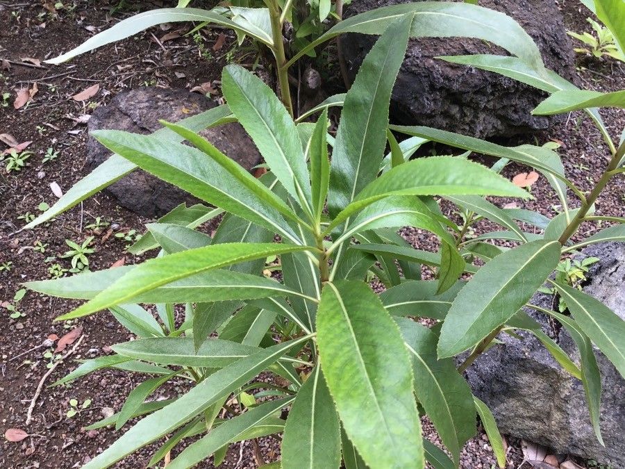 Cheirolophus arbutifolius — related species from the same genus